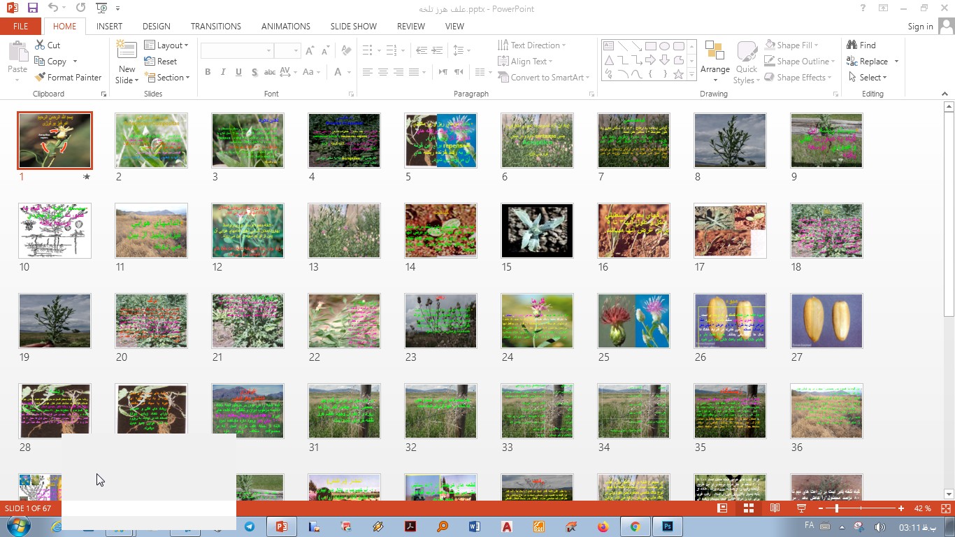 خرید و دانلود پاورپوینت علف هرز تلخه