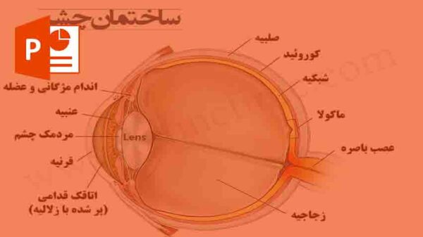 چشم و ساختمان چشم