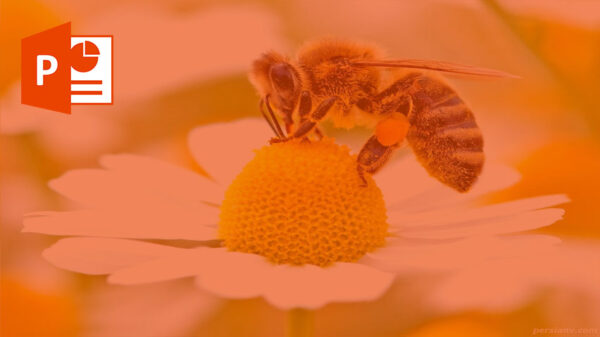 BEE زنبور عسل