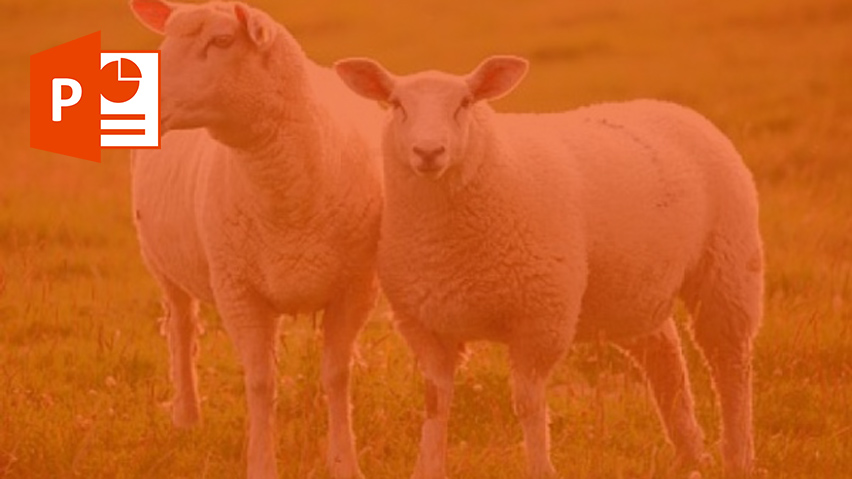 گوسفندان افغانستان