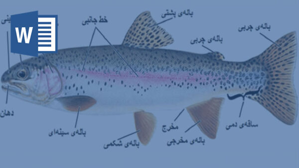 تحقیق درباره چگونگی عمل انواع باله در ماهی ها