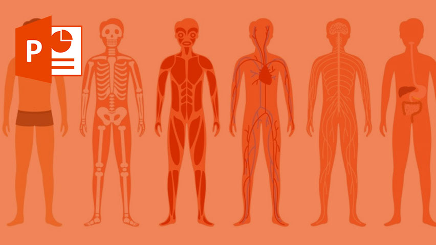پاورپوینت درباره فیزیولوژی بدن انسان