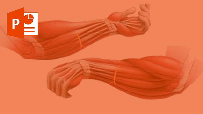 آناتومی دست