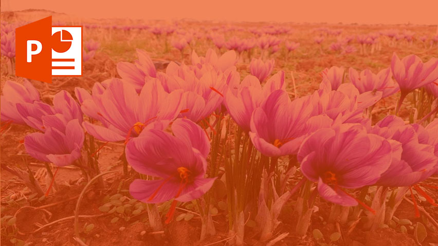 فیلم آموزش کاشت زعفران در گلدان