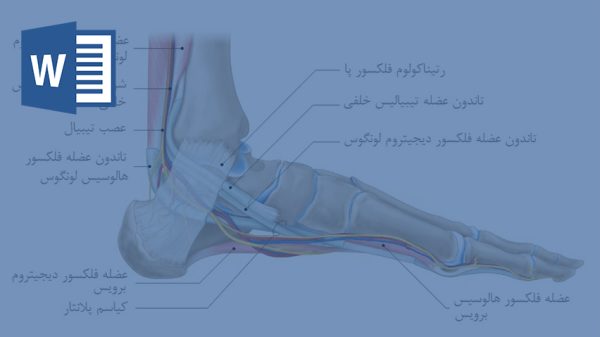 خرید و دانلود تحقیق آناتومی مچ پا